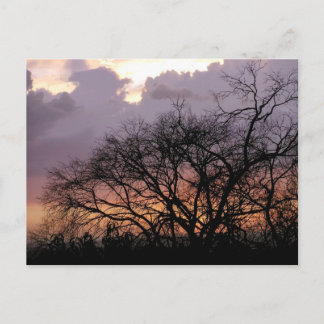 Skyscape Branches Postcard