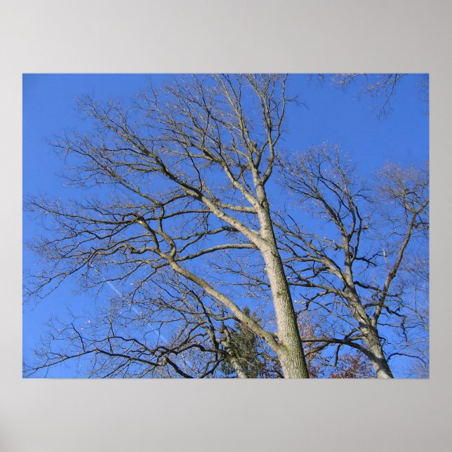 Skyward Branches Poster (Front)
