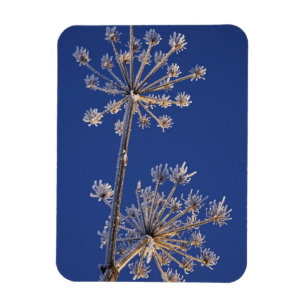 Skyward view of Cow Parsnip in winter covered in Magnet