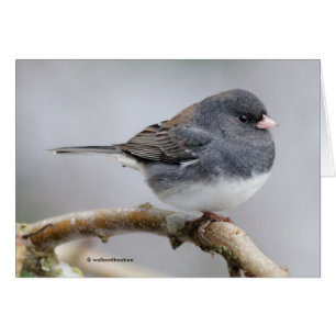 Slate-Coloured Dark-Eyed Junco on the Pear Tree