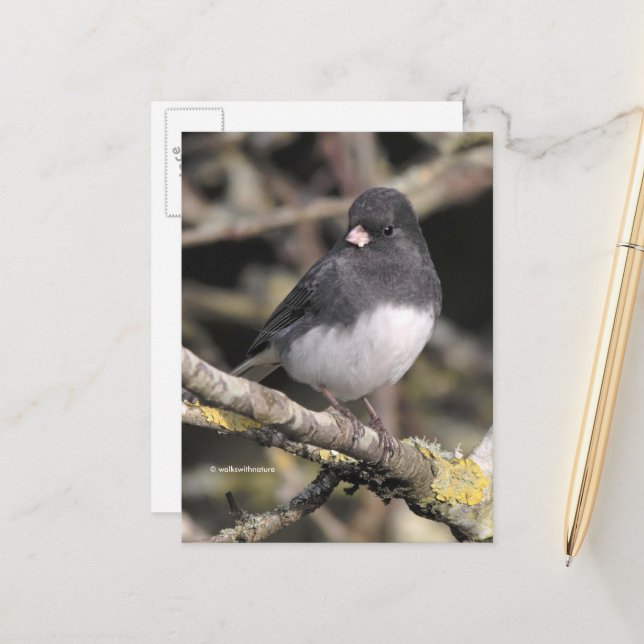 Slate-Coloured Dark-Eyed Junco on the Pear Tree Postcard (Front/Back In Situ)