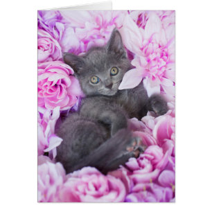 Slater Grey Kitten Purple Floral