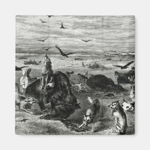Slaughter of Buffaloes on the Plains Magnet