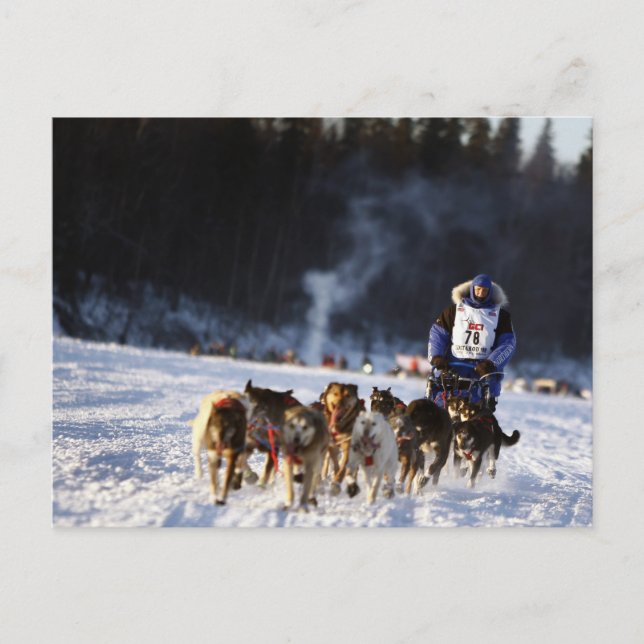 Sled Dog Racing in Alaska Postcard (Front)