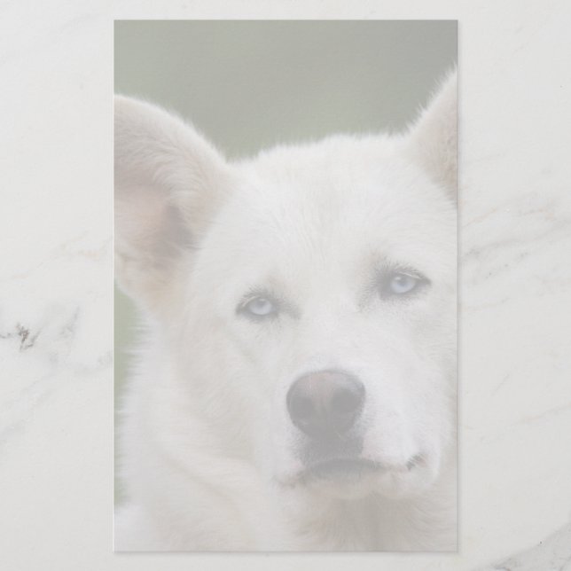 sled dog stationery (Front)