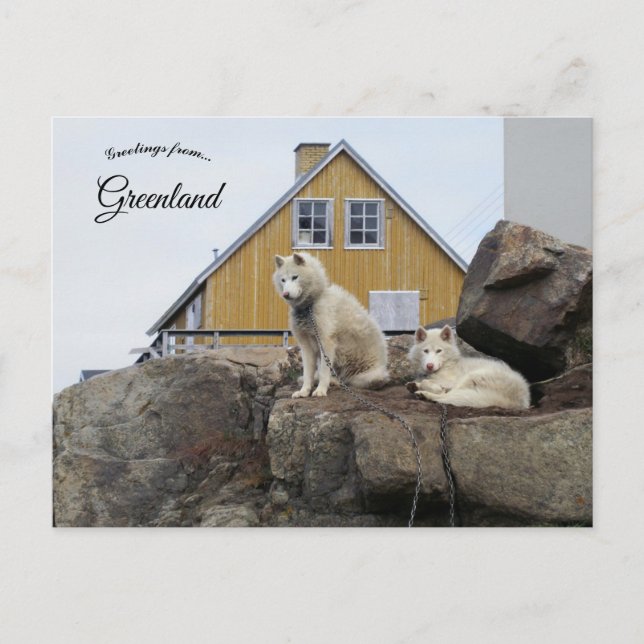 Sled Dogs in Upernavik Greenland Postcard (Front)
