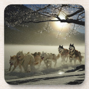Sled husky race coaster