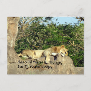 Sleep Til You're Hungry, Eat Til You're Sleepy Postcard