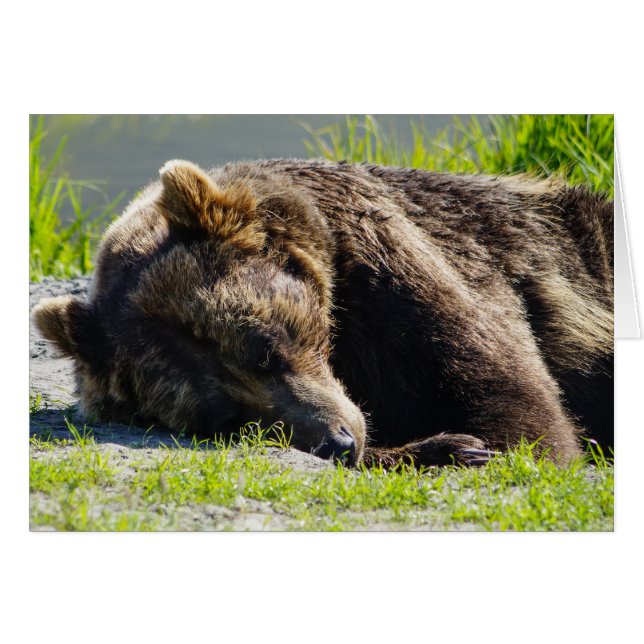 Sleeping Alaska Grizzly Bear (Front Horizontal)