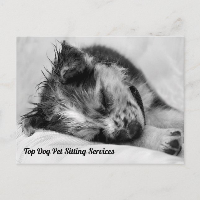 Sleeping Australian Shepherd Puppy Pet Sitter's Postcard (Front)