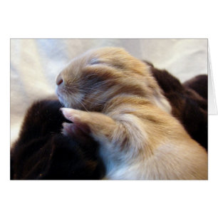 Sleeping Baby Bunny