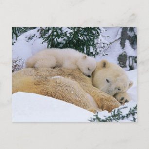 Sleeping Bear Postcard