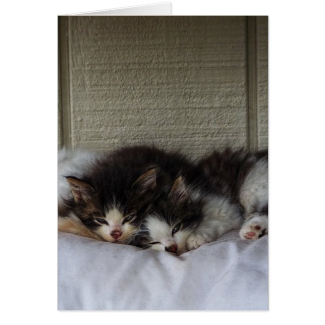 Sleeping Beauties (Front)