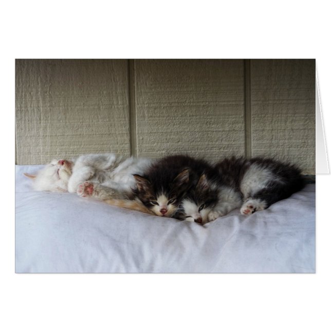 Sleeping Beauties (Front Horizontal)