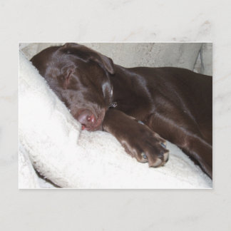 Sleeping Beauty Postcard