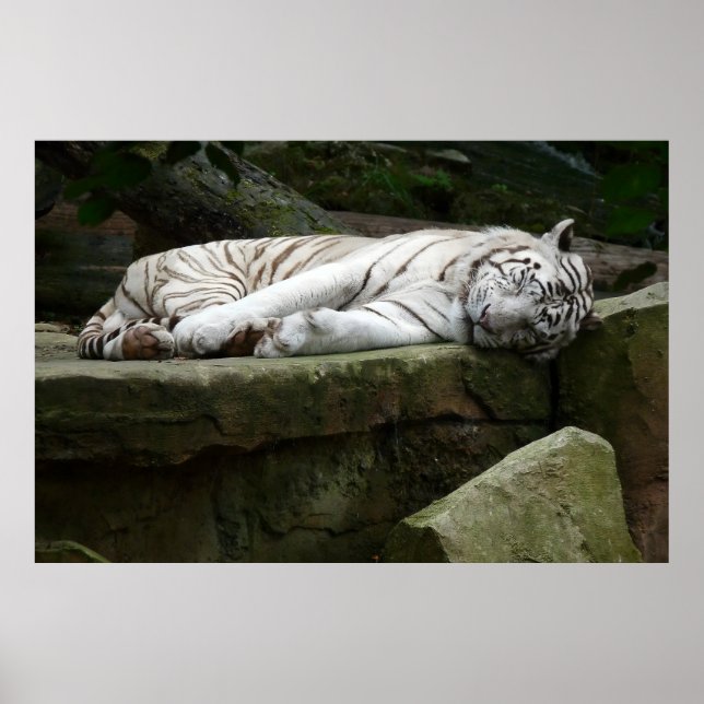 Sleeping Bengal White Tiger Photography Poster (Front)