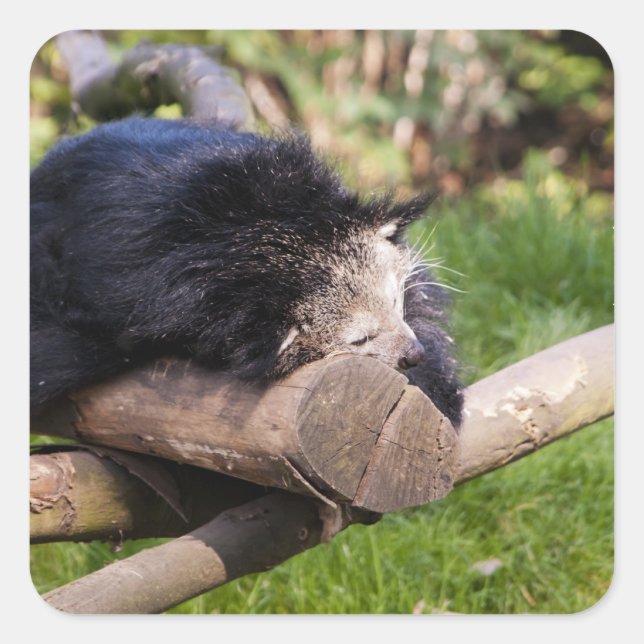 Sleeping Binturong Square Sticker (Front)