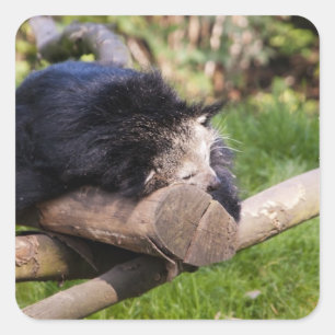 Sleeping Binturong Square Sticker