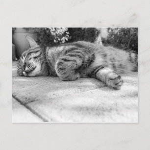 Sleeping black and white cat postcard