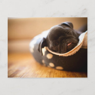 Sleeping black Chinese Pug Puppy Dog Postcard