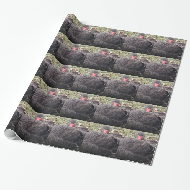 Sleeping Black Swan Wrapping Paper (Unrolled)