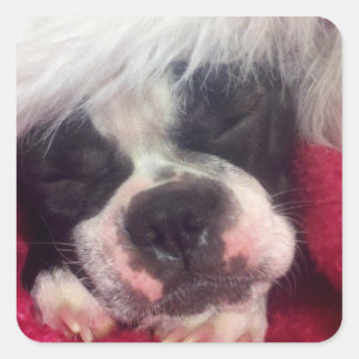 Sleeping Boston Terrier Sticker