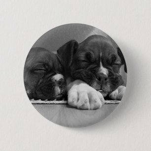 Sleeping Boxer puppies button