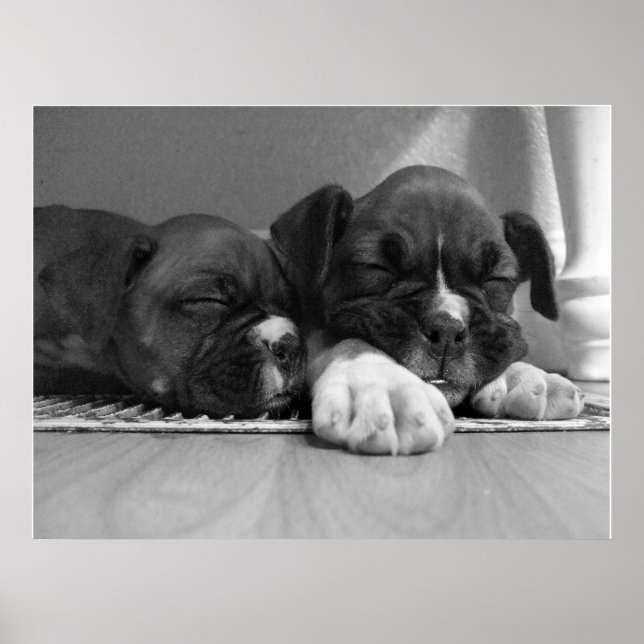 Sleeping Boxer puppies canvas print (Front)