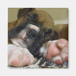 Sleeping Boxer puppy square magnet