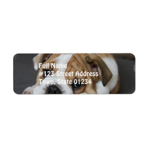 Sleeping Bulldog Address Labels