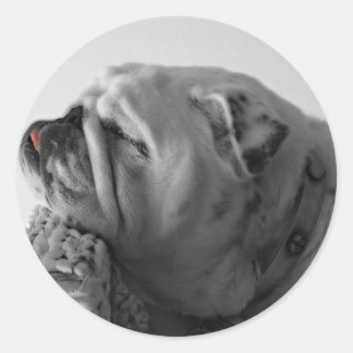 Sleeping Bulldog Classic Round Sticker