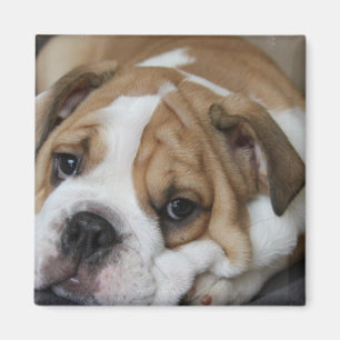 Sleeping Bulldog Magnet