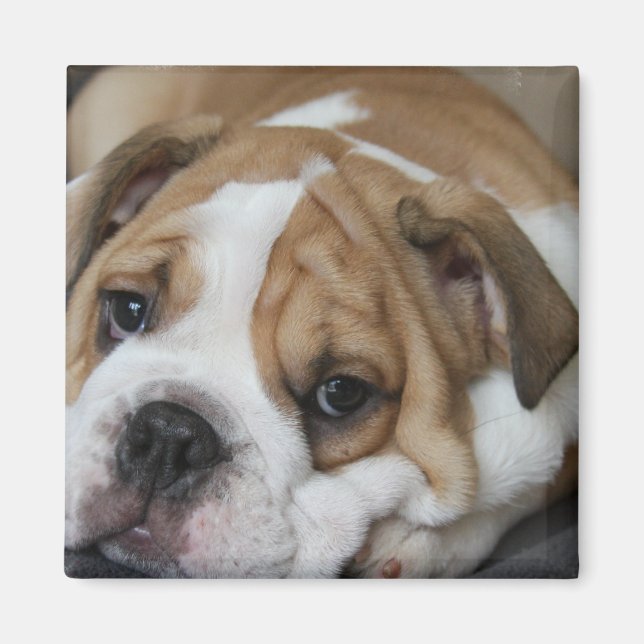 Sleeping Bulldog Magnet (Front)