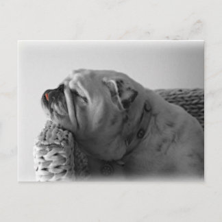 Sleeping Bulldog Postcard