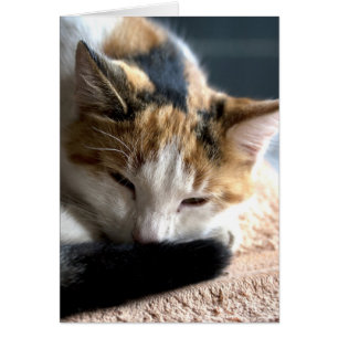 Sleeping Calico