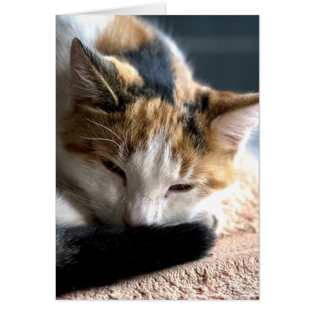 Sleeping Calico (Front)