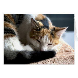 Sleeping Calico Cat
