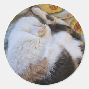Sleeping calico cat classic round sticker