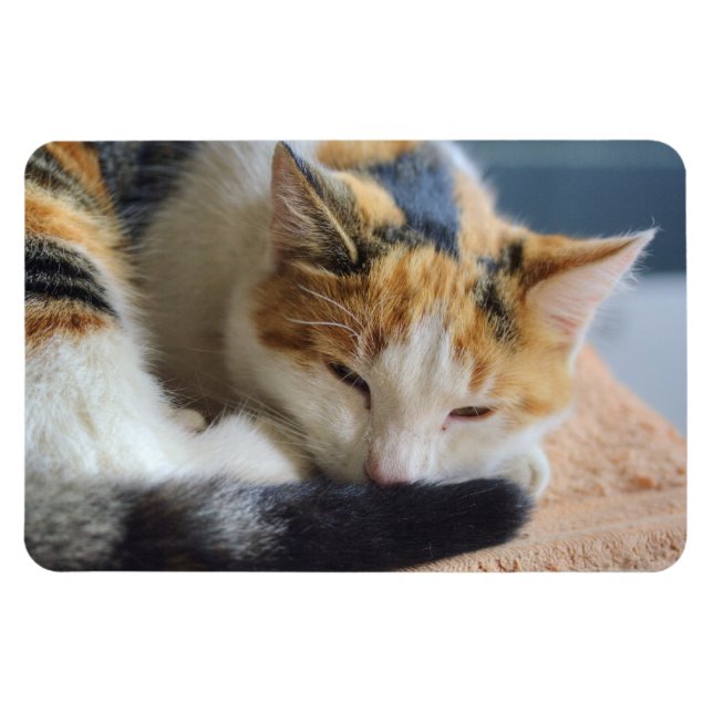 Sleeping Calico Cat Magnet (Horizontal)