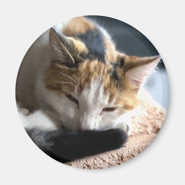 Sleeping Calico Cat Magnet (Front)