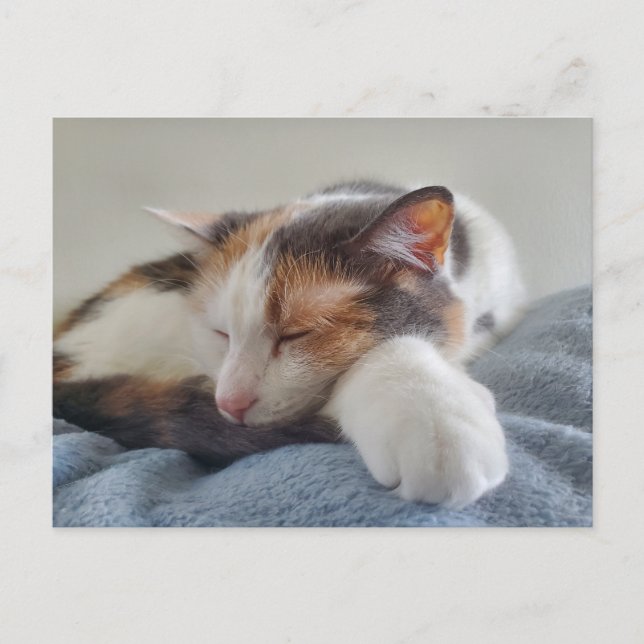 Sleeping Calico cat Postcard (Front)