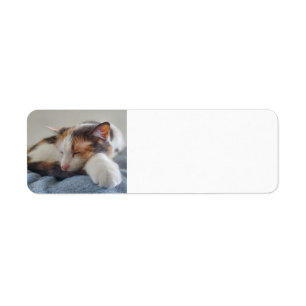 Sleeping Calico cat Return Address Label
