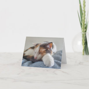 Sleeping calico thank you card