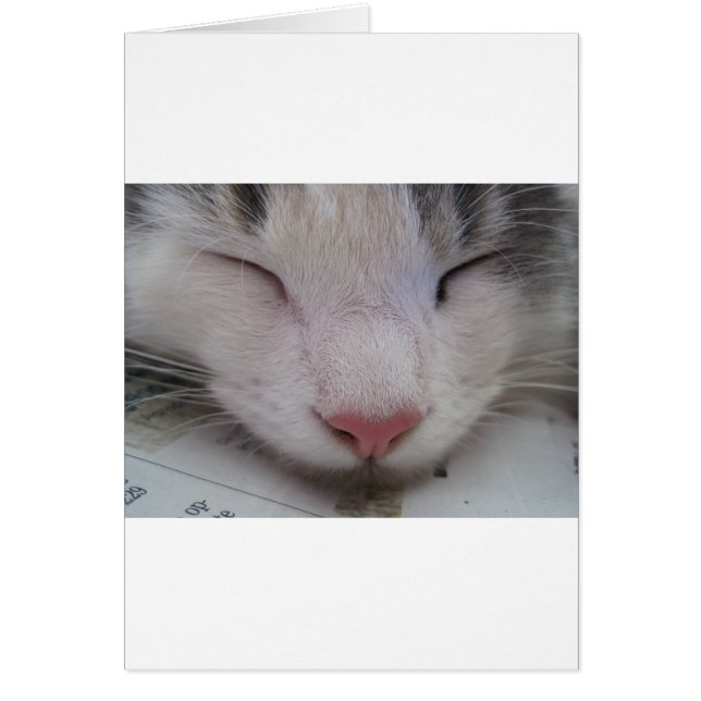 Sleeping Cat (Front)