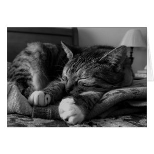 Sleeping Cat