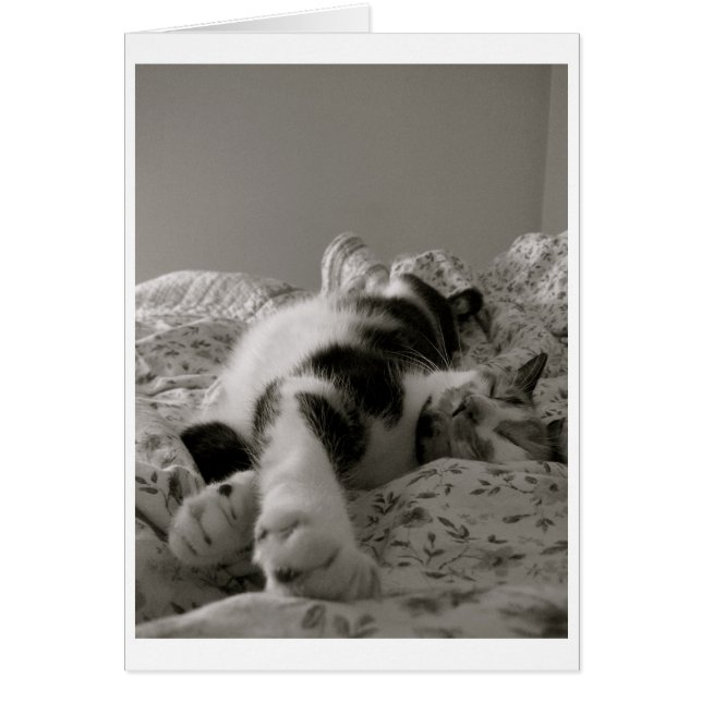 Sleeping Cat (Front)