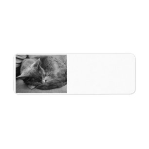 Sleeping cat address labels
