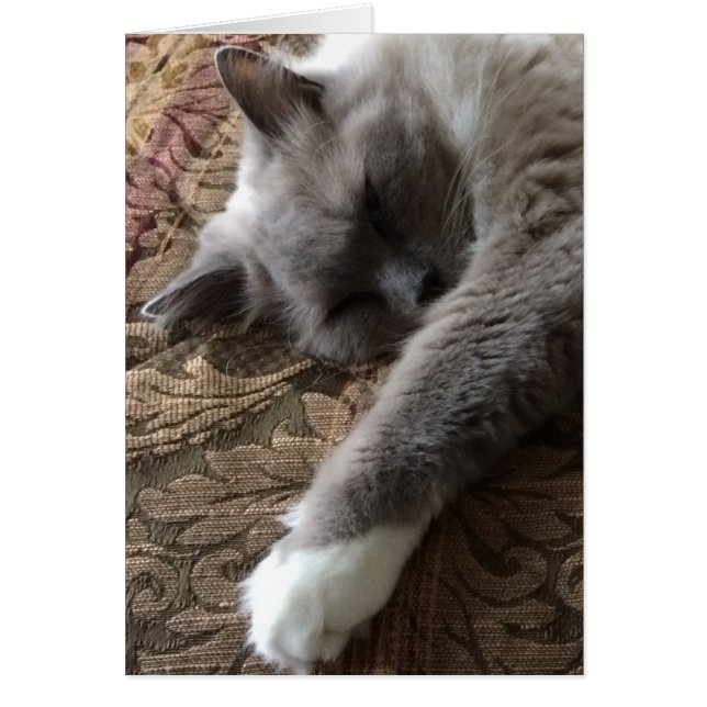 Sleeping Cat, card (Front)