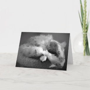 Sleeping Cat card