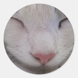 Sleeping Cat Classic Round Sticker